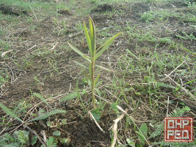 Тоже пьёшь когда-то, до упада Донецк - изображение 1