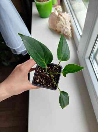 Антуриум карма пурпл - 300 р Донецк