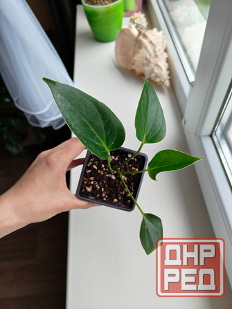 Антуриум карма пурпл - 300 р Донецк - изображение 1