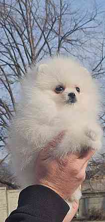 Померанский шпиц мимимишка щенок Донецк