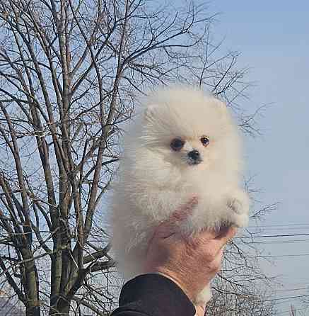 Померанский шпиц мимимишка щенок Донецк