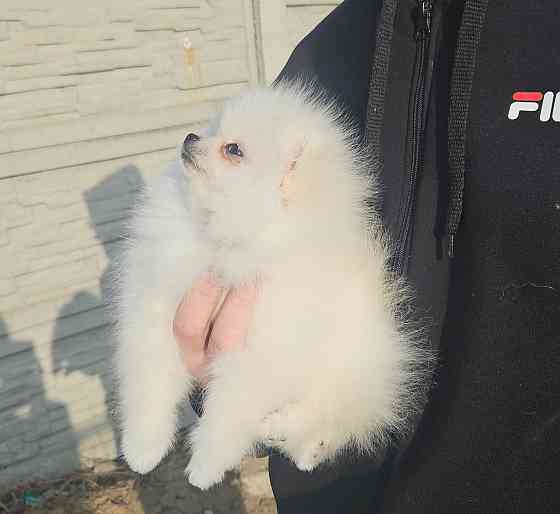 Померанский шпиц мимимишка щенок Донецк