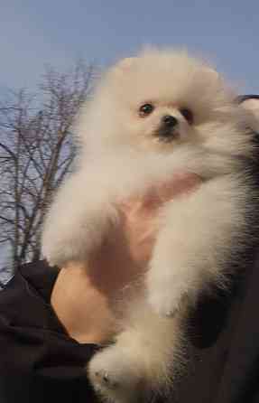 Померанский шпиц мимимишка щенок Донецк