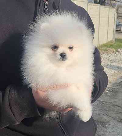 Померанский шпиц мимимишка щенок Донецк