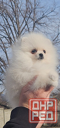 Померанский шпиц мимимишка щенок Донецк - изображение 2