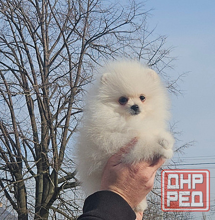 Померанский шпиц мимимишка щенок Донецк - изображение 5