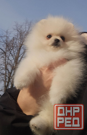 Померанский шпиц мимимишка щенок Донецк - изображение 1