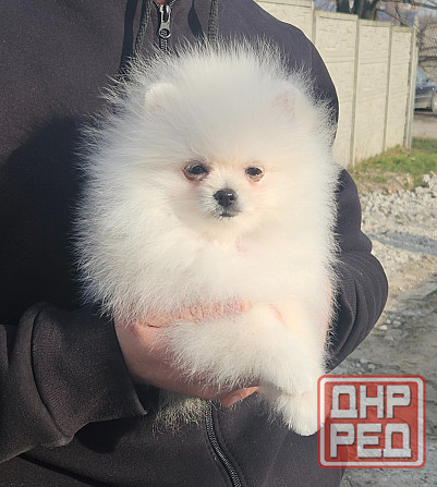 Померанский шпиц мимимишка щенок Донецк - изображение 3