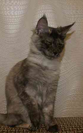 Котята Мейн-кун Питомник Донецк