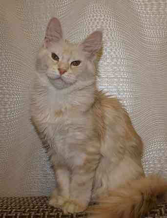 Котята Мейн-кун Питомник Донецк