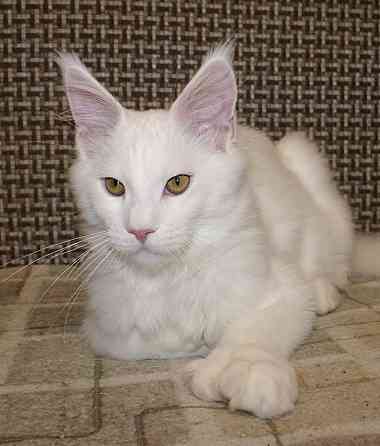 Котята Мейн-кун Питомник Донецк