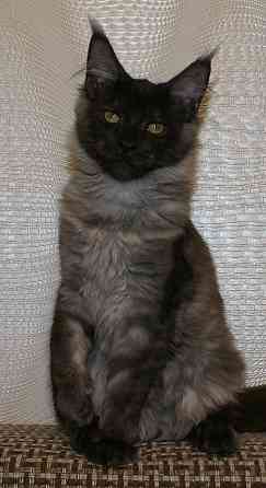 Котята Мейн-кун Питомник Донецк