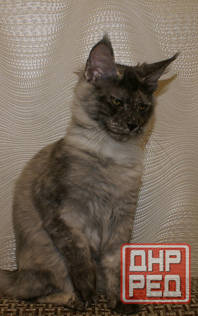 Котята Мейн-кун Питомник Донецк - изображение 3