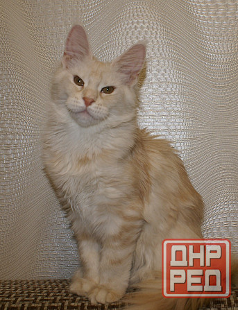 Котята Мейн-кун Питомник Донецк - изображение 4