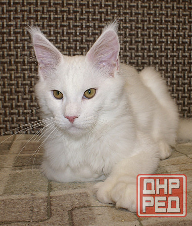 Котята Мейн-кун Питомник Донецк - изображение 1