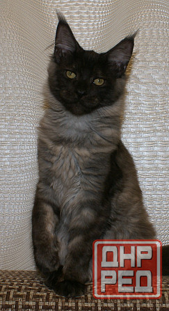 Котята Мейн-кун Питомник Донецк - изображение 2