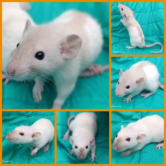 Мальчики Дамбо Макеевка