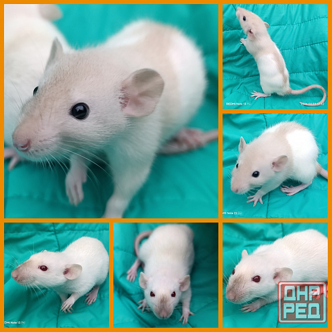 Мальчики Дамбо Макеевка - изображение 1