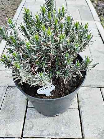 Лаванда из питомника. Донецк