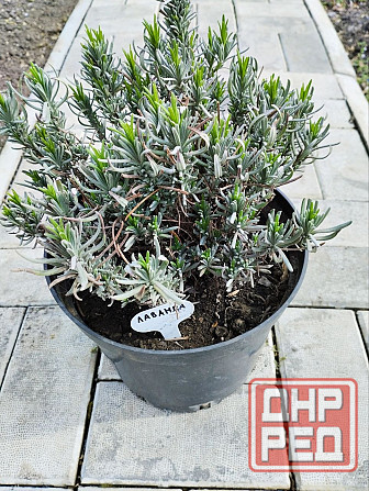 Лаванда из питомника. Донецк - изображение 1