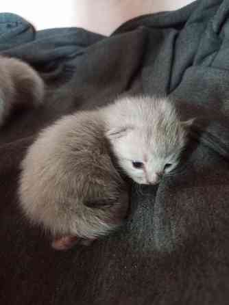 Котята Макеевка