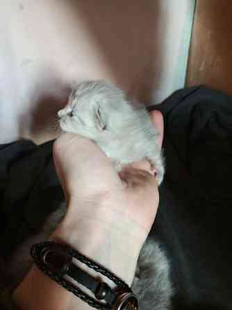 Котята Макеевка