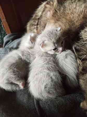 Котята Макеевка