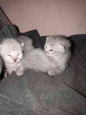 Котята Макеевка