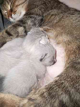 Котята Макеевка