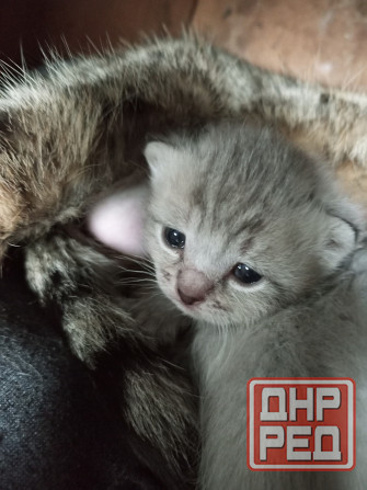 Котята Макеевка - изображение 2