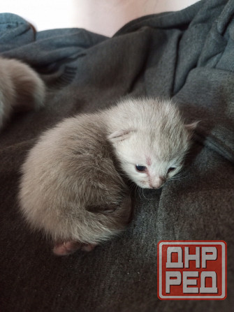 Котята Макеевка - изображение 5