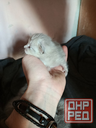 Котята Макеевка - изображение 6