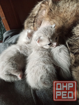 Котята Макеевка - изображение 1