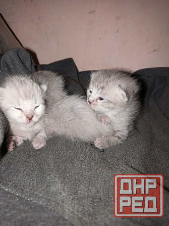 Котята Макеевка - изображение 4