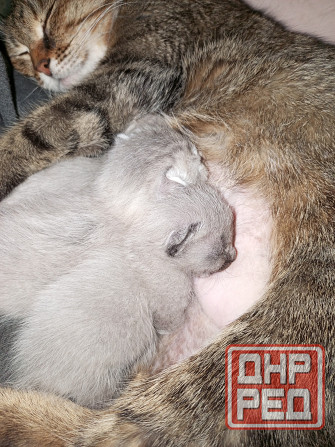 Котята Макеевка - изображение 3