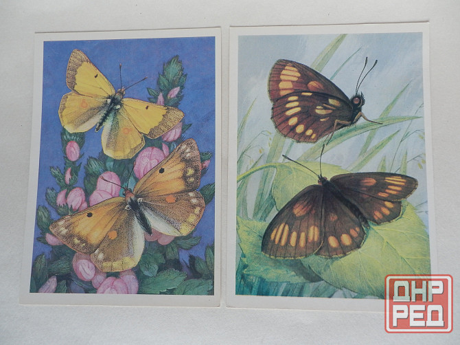 Набор открыток Бабочки Донецк - изображение 4
