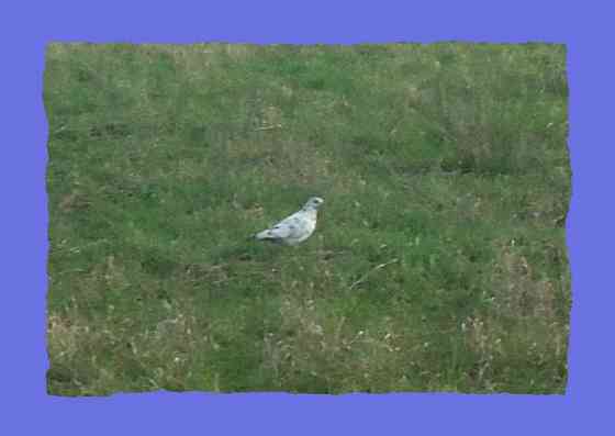 Знав лебедь Принцеса экстрим Донецк
