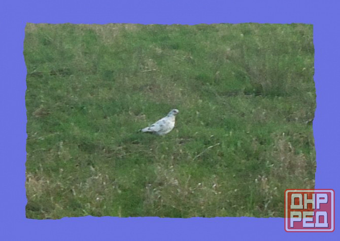 Знав лебедь Принцеса экстрим Донецк - изображение 1