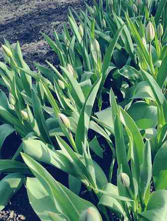 Тюльпаны Макеевка