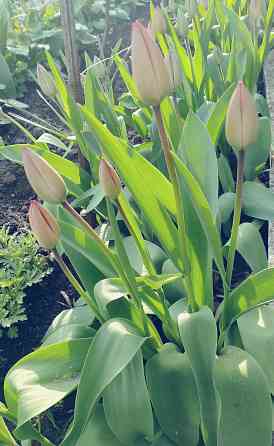 Тюльпаны Макеевка