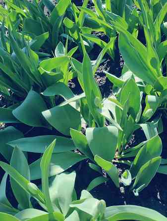 Тюльпаны Макеевка