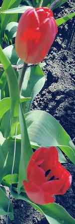 Тюльпаны Макеевка