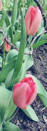 Тюльпаны Макеевка
