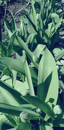 Тюльпаны Макеевка