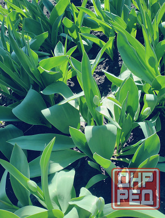 Тюльпаны Макеевка - изображение 2