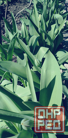 Тюльпаны Макеевка - изображение 1