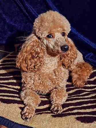 Вязка Донецк