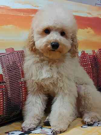 Вязка Донецк