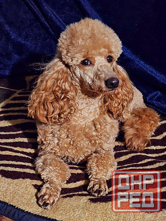 Вязка Донецк - изображение 5