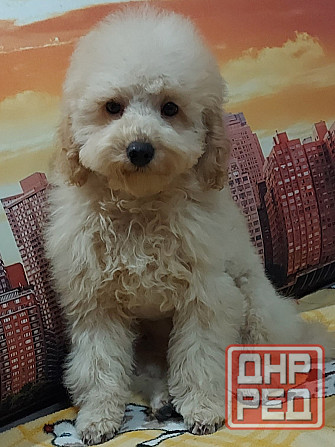 Вязка Донецк - изображение 3